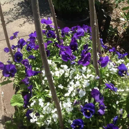 Vejle Golf בורקופ